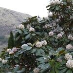 Rhododendron arizelum Habit