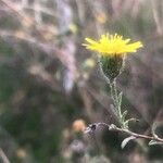 Pulicaria arabica Fula