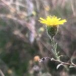 Pulicaria arabica Flower