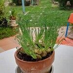 Albuca spiralis Folha