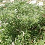 Cardopatium corymbosum Hábito