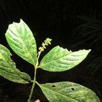 Bertiera bracteosa Leaf