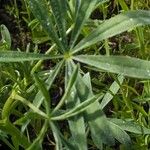 Lupinus luteus Folio