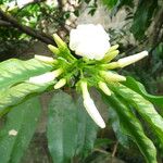 Picralima nitida Flower