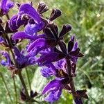 Salvia pratensis Blomst