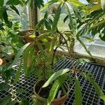 Begonia luxurians Pokrój