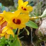 Dendrobium chrysotoxum Flower