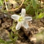 Arenaria hispida Lorea