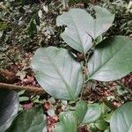 Diospyros bipindensis Лист