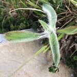 Inula montana Leaf