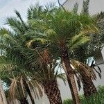 Phoenix canariensis Blatt