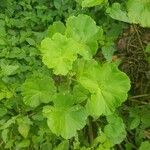 Pelargonium zonaleBlatt