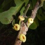 Hedycarya cupulata Frucht