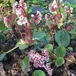 Bergenia ciliata ശീലം