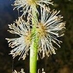 Sparganium emersum Цветок
