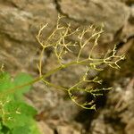 Valeriana tripteris Frukt