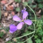 Moricandia arvensis Blüte