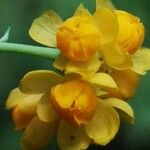 Berberis congestiflora Flower