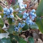 Berberis aquifolium Hedelmä