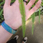 Asplenium trichomanesBlad