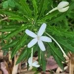 Hippobroma longiflora Flower