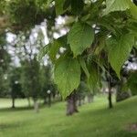 Acer cissifolium Blad