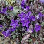 Campanula andrewsii Flower