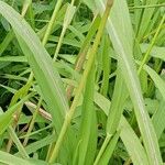 Echinochloa crus-galli Ліст