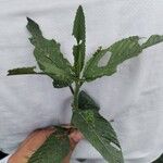 Caperonia palustris पत्ता