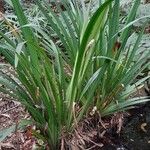 Helmholtzia glaberrima Habit
