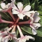 Rhododendron leucogigas Flower