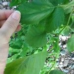 Crataegus marshallii Leaf