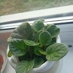 Saintpaulia ionantha Hoja