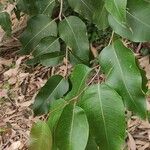 Corymbia maculata Leaf