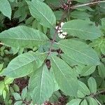 Sambucus racemosa Frunză