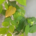 Guazuma ulmifolia 葉