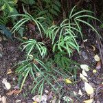 Pteris cretica Habitus