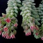 Sedum burrito Blüte