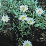 Anaphalioides bellidioides