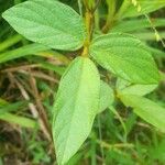 Calopogonium mucunoides Листок