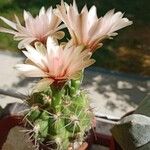 Gymnocalycium pflanzii Blüte