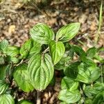 Cornus masFolio