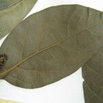 Ocotea scabrella Muu