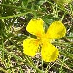 Potentilla erectaFlower