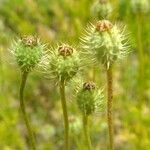 Papaver hybridum Plod