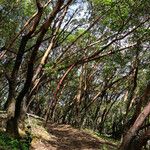 Arbutus menziesii Rinde