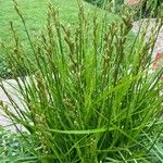 Carex muskingumensis Листок