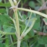 Medicago monantha Ffrwyth