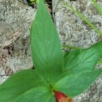 Spigelia marilandica Лист