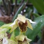 Dendrobium macrophyllum Flower